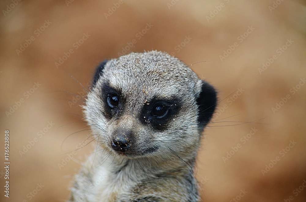 Fototapeta premium Meerkat Closeup