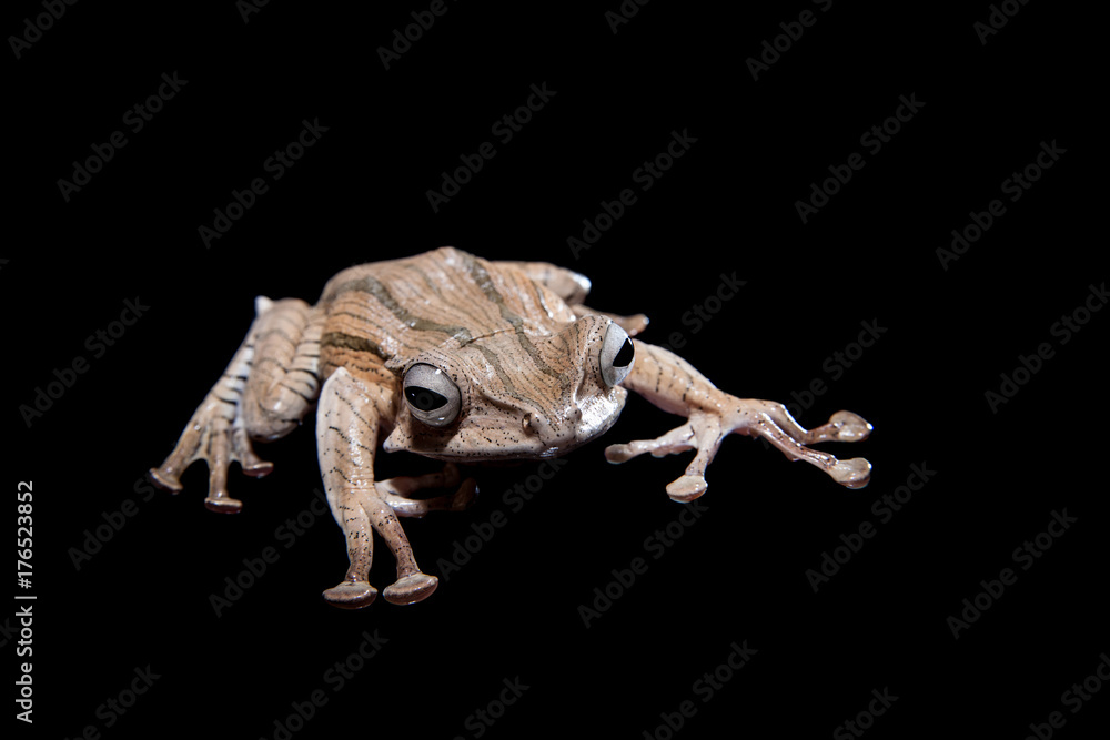Fototapeta premium Borneo eared frog on black background