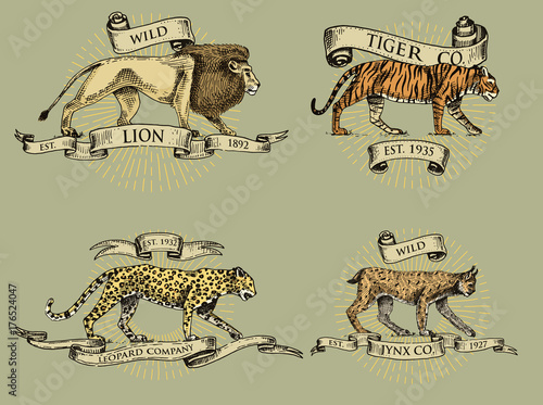 lion tiger lynx and leopard logos, emblems or badges with wild animals and banners or ribbons in vintage, retro old style, hand drawn engraving. sketch