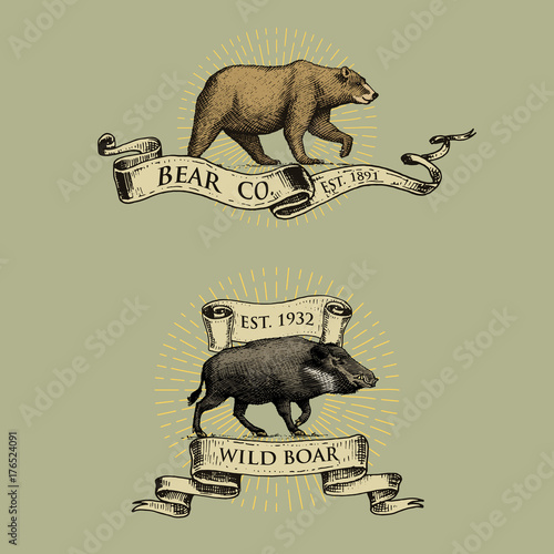 bear and boar logos, emblems or badges with wild animals and banners or ribbons in vintage, retro old style, hand drawn engraving. sketch