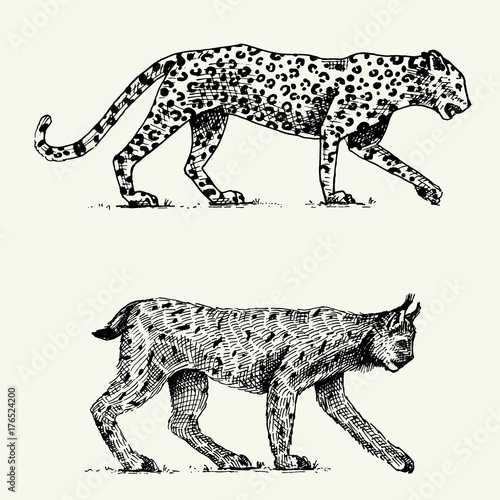 Wild cats set, leopard and Lynx engraved hand drawn in old sketch style, vintage animals