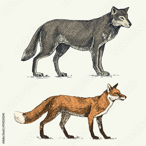 wild grey wolf and red fox engraved hand drawn in old sketch style, vintage animals