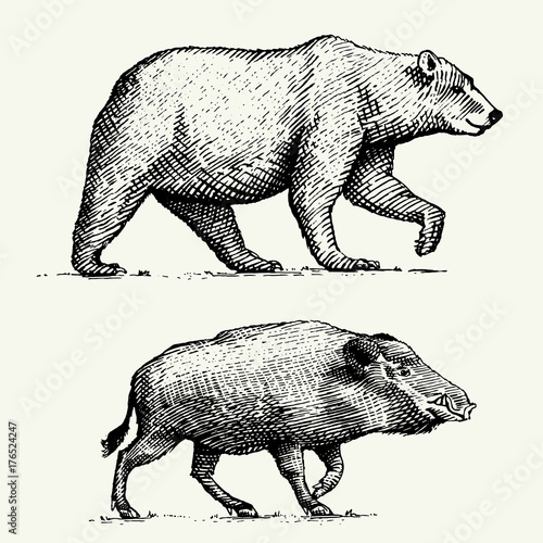 wild Bear grizzly and boar or pig engraved hand drawn in old sketch style, vintage animals