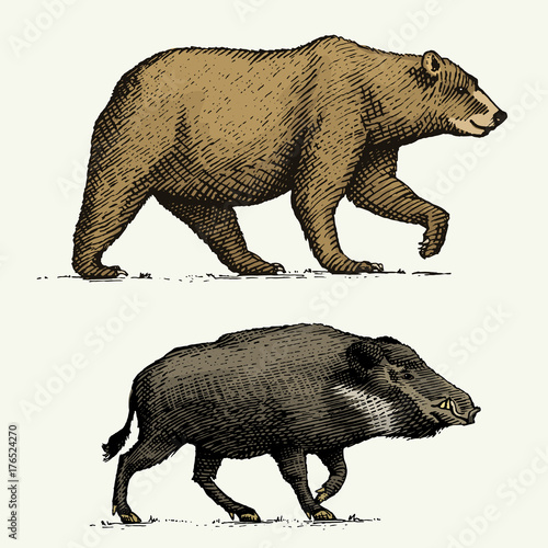 wild Bear grizzly and boar or pig engraved hand drawn in old sketch style, vintage animals