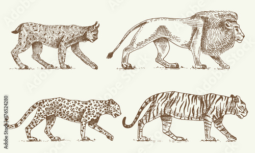 Fototapeta Naklejka Na Ścianę i Meble -  Wild cats set, Lynx lion leopard and tiger engraved hand drawn in old sketch style, vintage animals