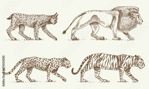 Photography Wild cats set, Lynx lion leopard and tiger engraved hand drawn in old sketch sty
