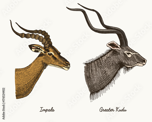 antelopes impala and greater kudu vector hand drawn illustration, engraved wild animals with antlers or horns vintage looking heads side view