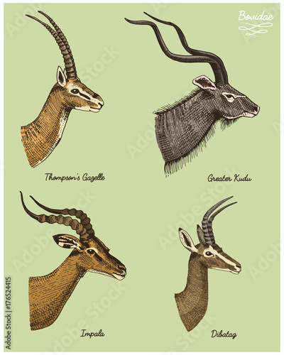 antelopes greater kudu, gazelle thompsons, dibatag and impala vector hand drawn illustration, engraved wild animals with antlers or horns vintage looking heads side view