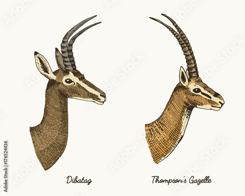 Photography antelopes dibatag and thompsons gazelle vector hand drawn illustration, engraved