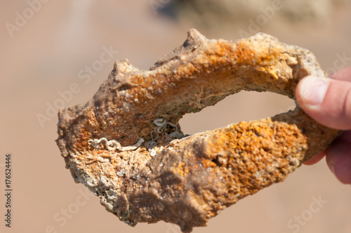 An old petrified shell in hand. The concept of geological research