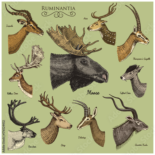 Big set of Horn, antlers Animals moose or elk with impala, gazelle and greater kudu, fallow deer reindeer and stag, doe or roe deer, axis and dibatag hand drawn, engraved