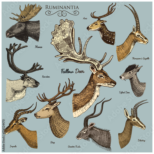 Big set of Horn, antlers Animals moose or elk with impala, gazelle and greater kudu, fallow deer reindeer and stag, doe or roe deer, axis and dibatag hand drawn, engraved