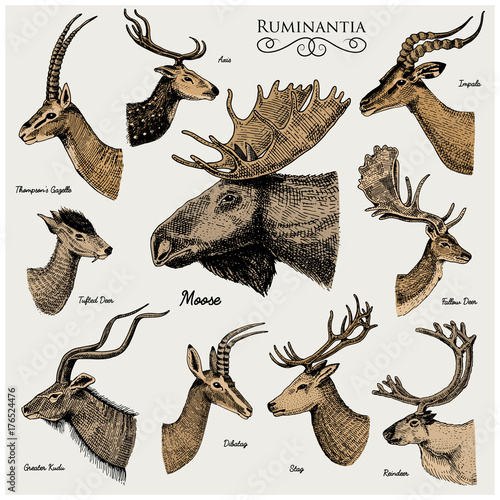 Big set of Horn, antlers Animals moose or elk with impala, gazelle and greater kudu, fallow deer reindeer and stag, doe or roe deer, axis and dibatag hand drawn, engraved