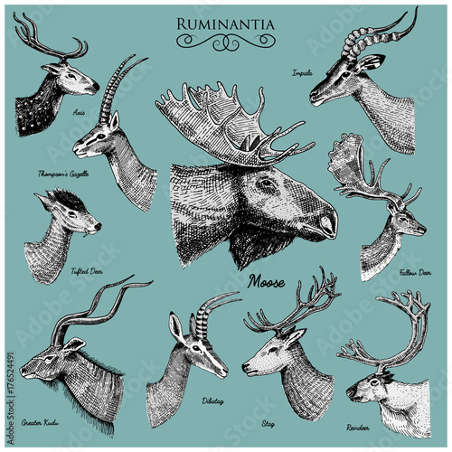 Big set of Horn, antlers Animals moose or elk with impala, gazelle and greater kudu, fallow deer reindeer and stag, doe or roe deer, axis and dibatag hand drawn, engraved