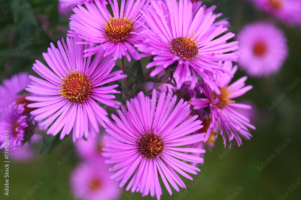Aster frikartii o Settembrini. Fiori viola autunnali in giardino. Aster frikartii o Settembrini. Fiori viola autunnali in giardino.