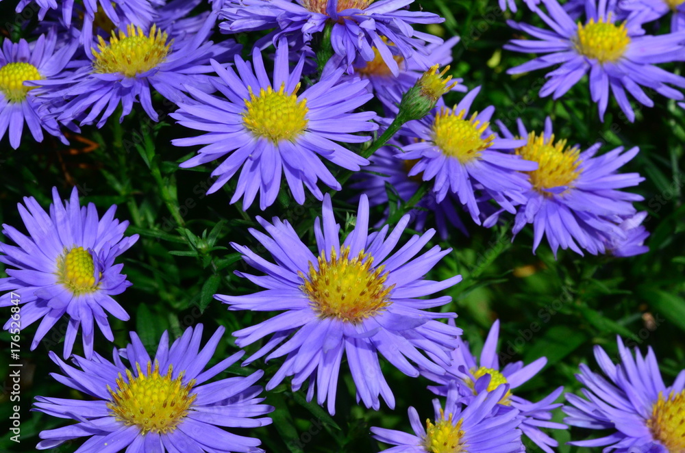 Obraz premium Blumen