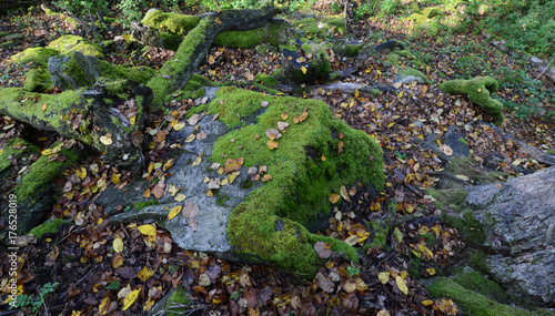 Green moss on rocks and trees in the woods