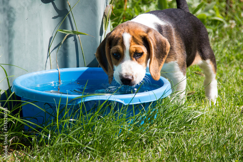Beagle drinks water from a bowl (9 weeks)