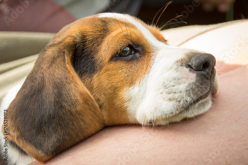 Beagle lies with his head on one leg (9 weeks)
