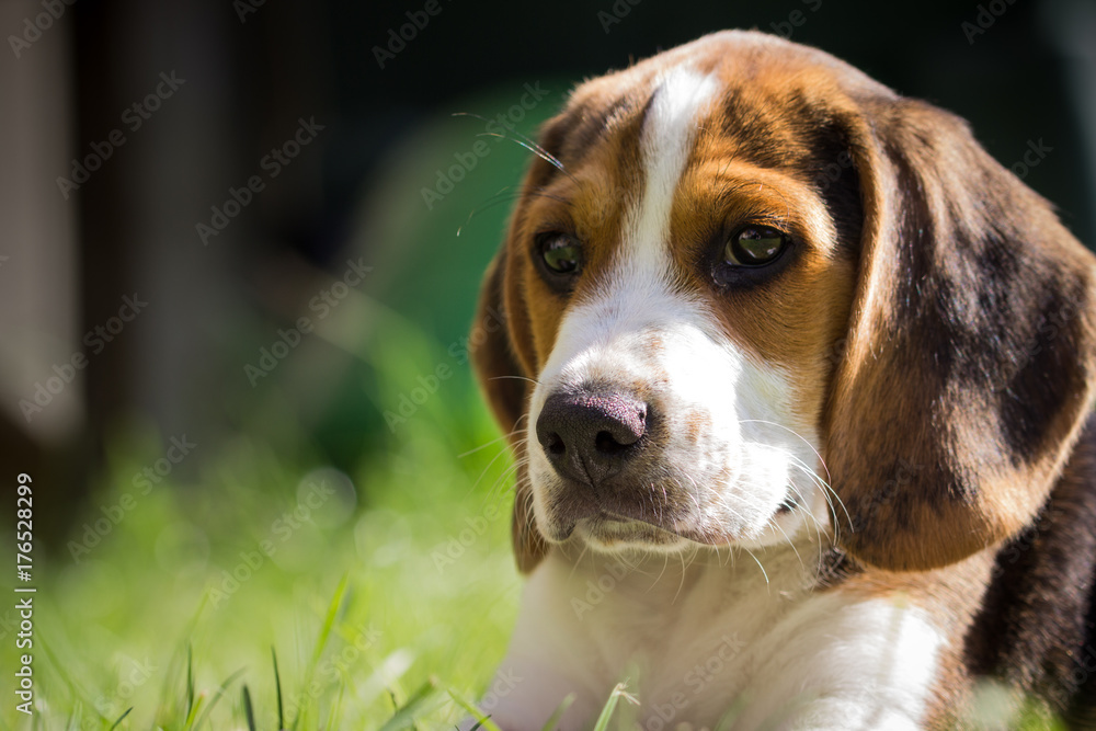 Young beagle lying in the grass (10 weeks)