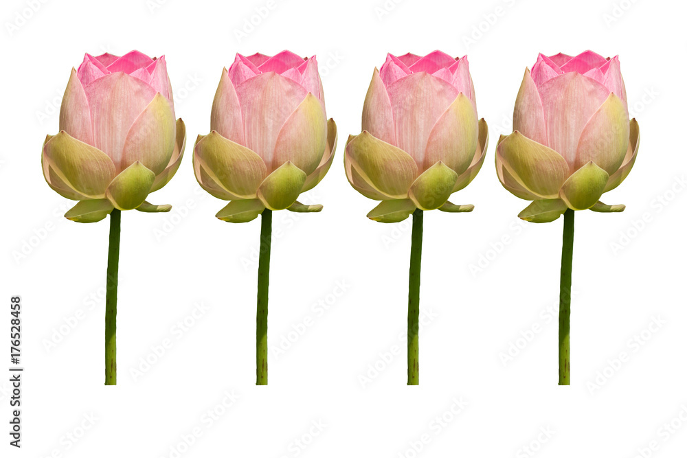 Lotus flower isolated on white background	