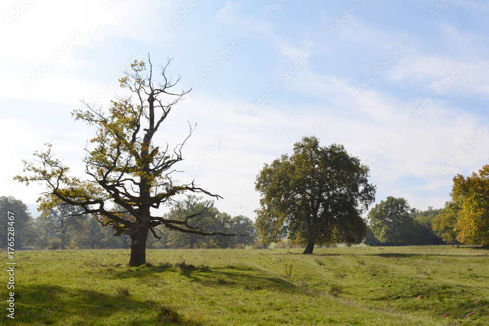 Dead tree in the meadow in early fall Dead tree in the meadow in early fall