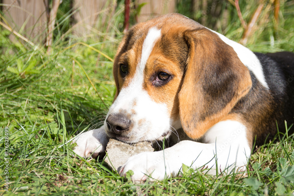 Beagle lies in the grass and has a stone in his mouth (12 weeks)