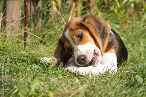 Dog lying in the grass and chewing on a bone (12 weeks)