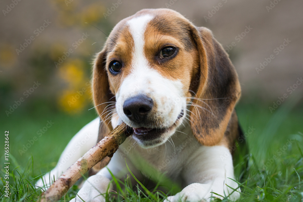 Beagle chewing in the grass on a stick (13 weeks)