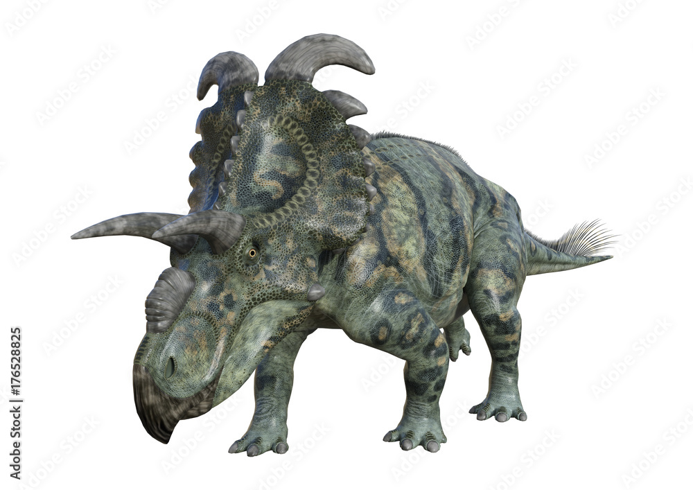 3D Rendering Dinosaur Albertaceratops on White 3D Rendering Dinosaur Albertaceratops on White