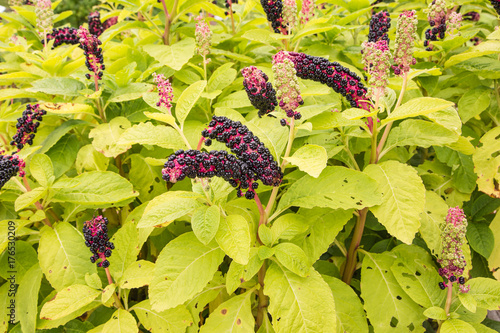 american pokeweed- phytolacca americana is a plant native to the eastern United States photo