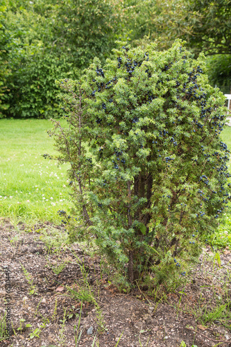 Juniper shrub with blue berries. Juniper berries can be used as spices and in herbal medicine.