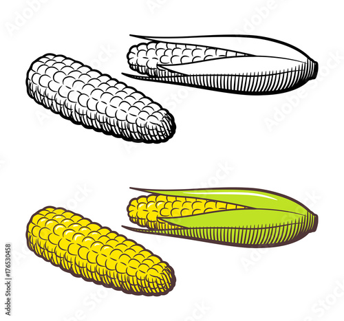 Hand drawn vector illustration of corn. Outline and colored version. Isolated on white
