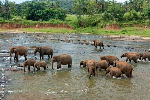 Pinnawala Elephant Orphanage photo