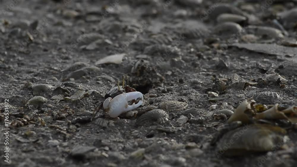 fiddler crab walk fron hold fiddler crab walk fron hold