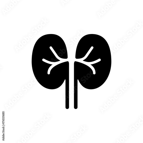Human kidney icon