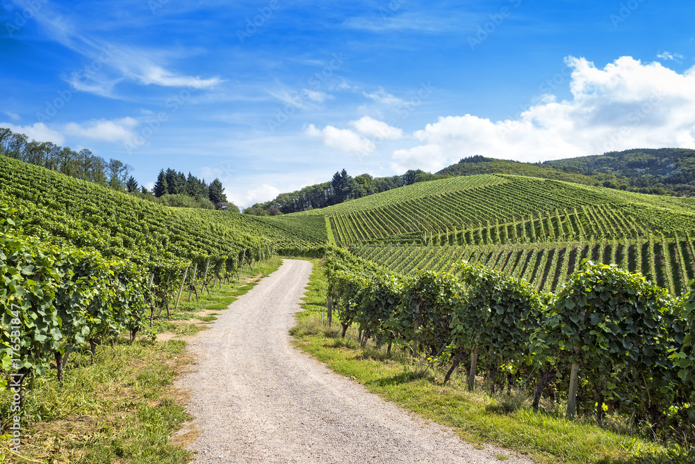 Fototapeta premium Road in green vineyard landscape
