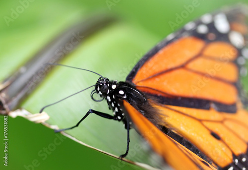 Monarch butterfly sitting on the green leaf © northernland