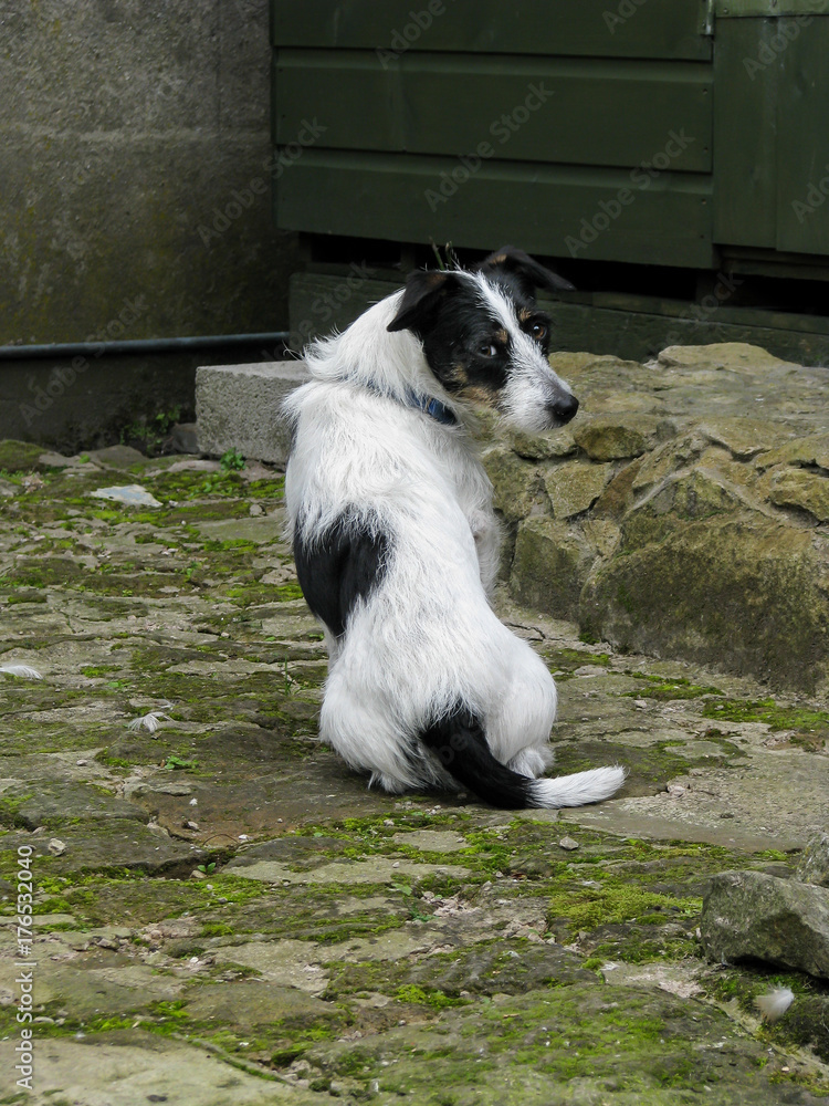 Why Does My Dog Always Sit With His Back To Me
