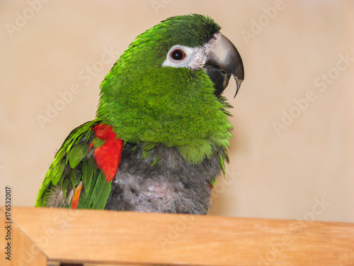 Hahn's macaw parrot with over grown beak and FDB, feather destructive behaviour, on chest. Visible symptoms of active psittacosis also know as parrot flu and chlamydia, due to infection in the liver.