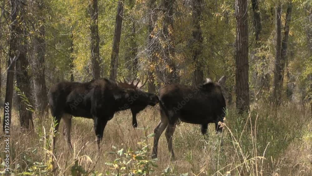 Bull and Cow Moose in the Fall Rut Bull and Cow Moose in the Fall Rut