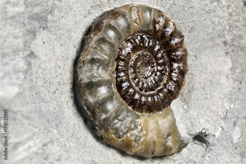 fossil Promicroceras sp. Ammonite from Charmouth/ Dorset, England photo