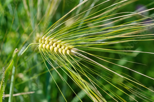 Ripe ear of barley six-row closeup