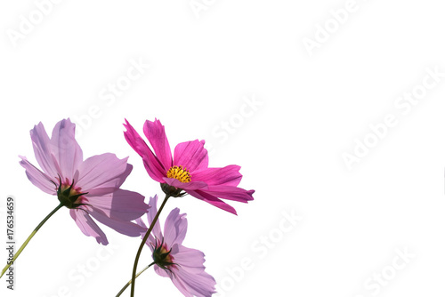 Fototapeta Naklejka Na Ścianę i Meble -  isolated pretty pink cosmos flower on white background