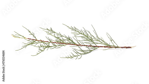 Dry pine branch with leaves isolated on white background