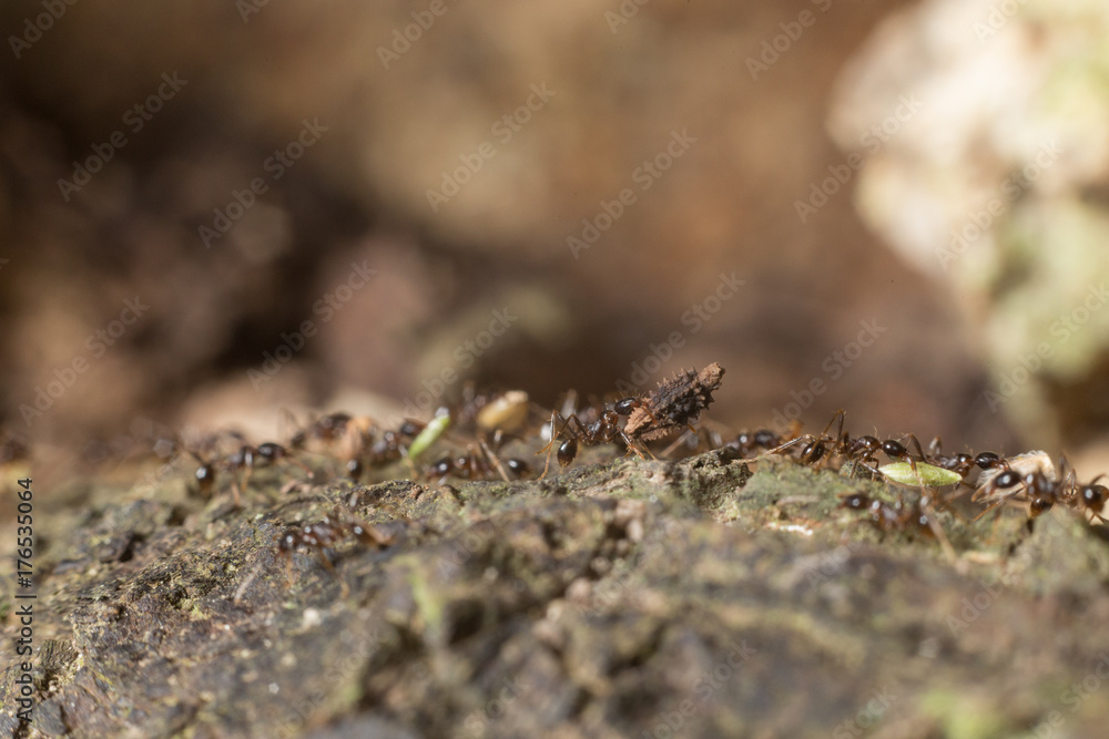 worker black ant carrying seed worker black ant carrying seed