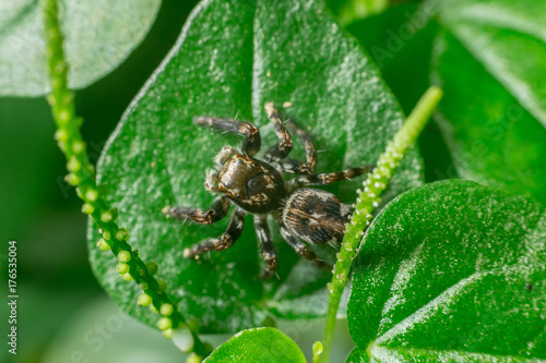 pretty spider on leaf - natural wild insect