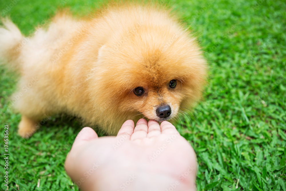 Close-up of a smiling pomeranian dog looking at the camera in the garden Close-up of a smiling pomeranian dog looking at the camera in the garden
