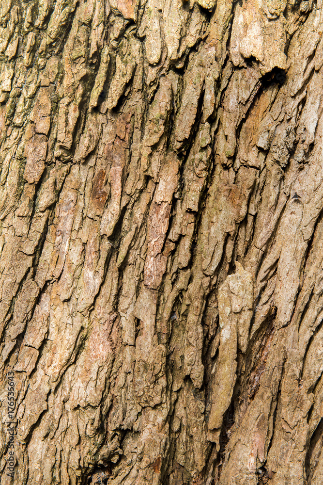bark background brown nature bark background brown nature