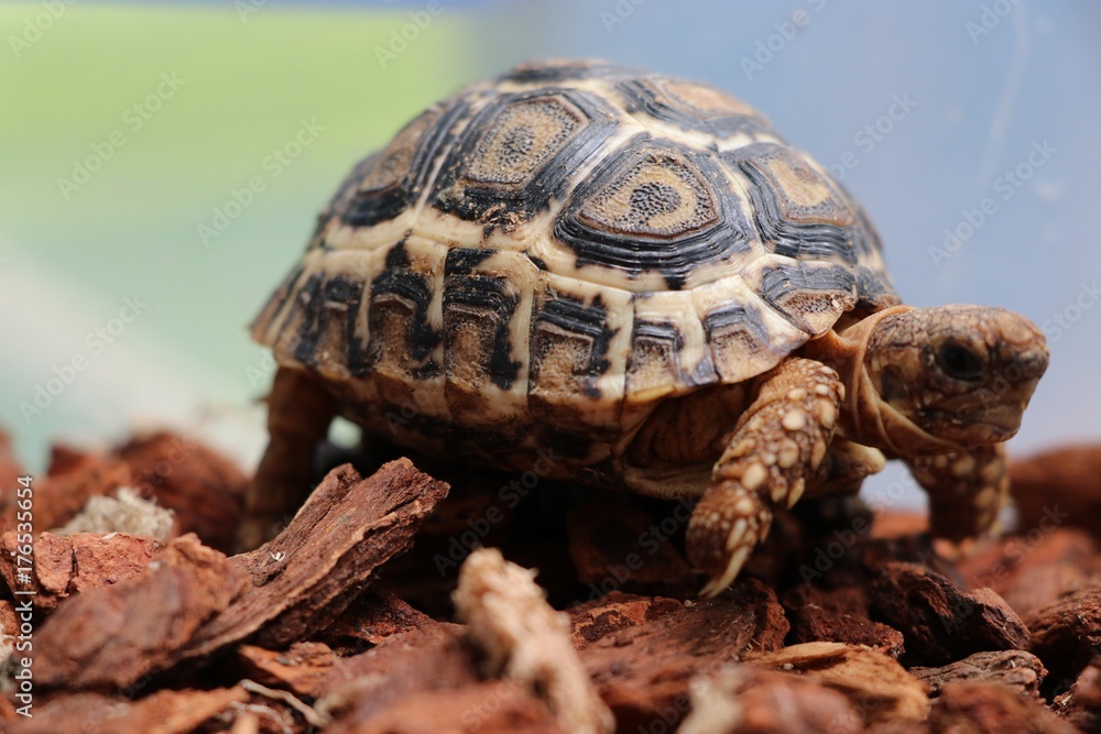 Baby turtle walking in the farm animal protection Baby turtle walking in the farm animal protection